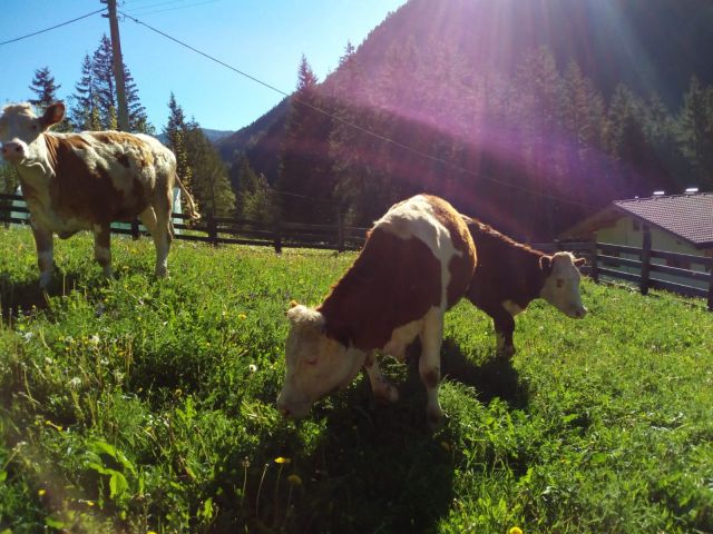 Immagini: Maso La Flù a San Martino in Badia