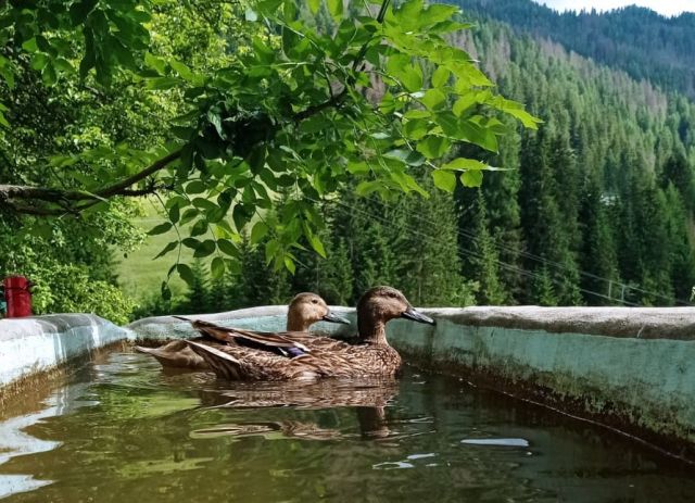 Immagini: Maso La Flù a San Martino in Badia